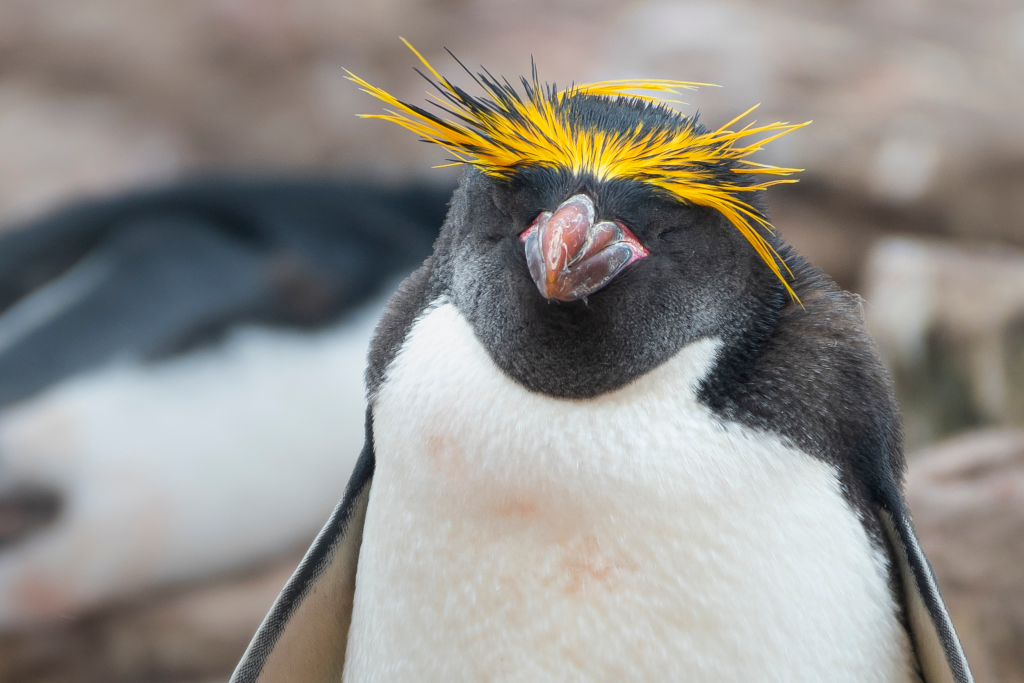 macaroni penguins